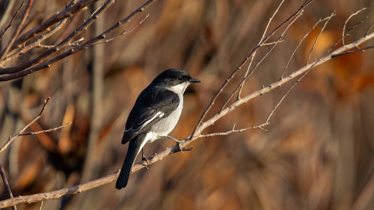 Fiscal Flycatcher - ML637410735