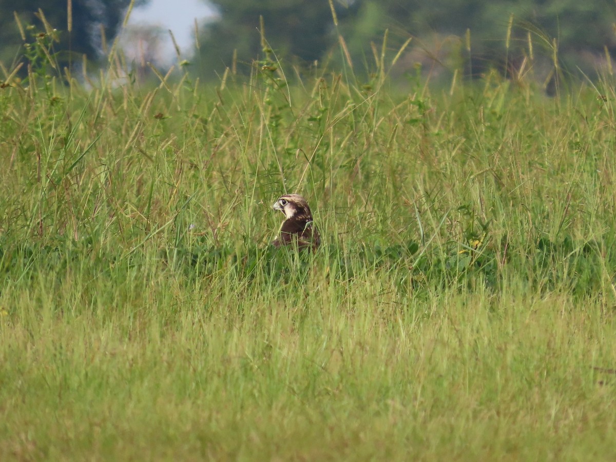 Lanner Falcon - ML637410767