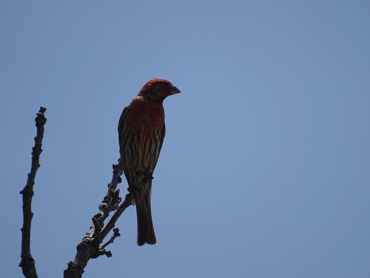 House Finch - ML637410846