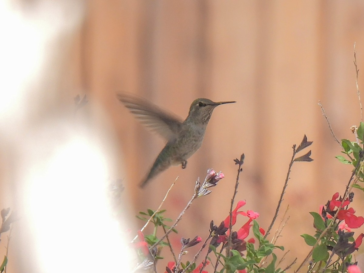Anna's Hummingbird - ML637410850
