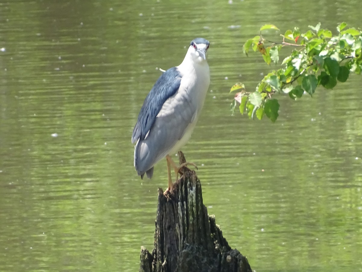 Black-crowned Night Heron - ML637410851