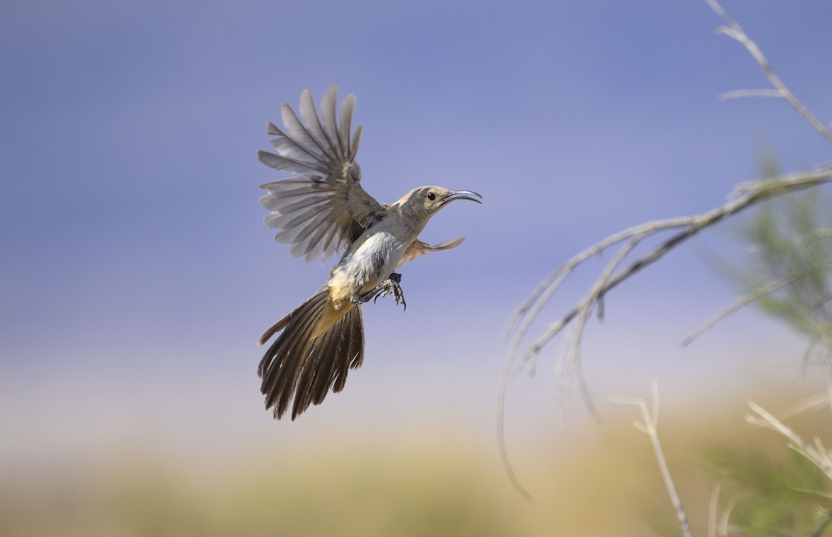 LeConte's Thrasher - ML637410862