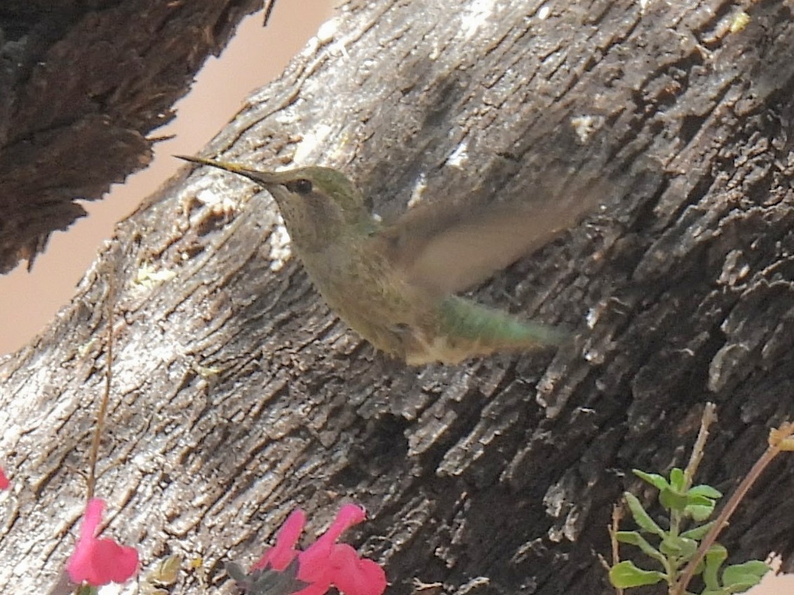 Anna's Hummingbird - ML637410871