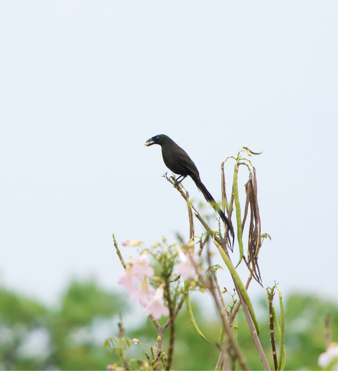 Racket-tailed Treepie - ML637410875