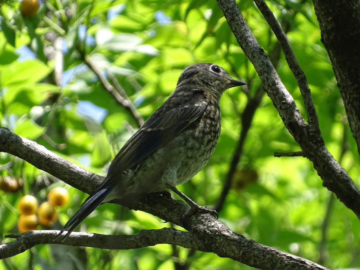 Eastern Bluebird - ML637410899