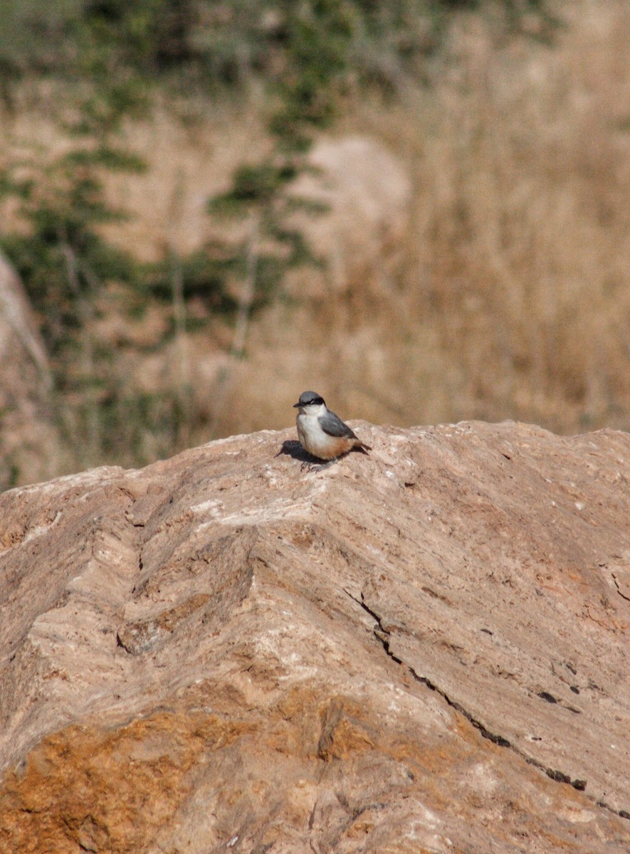 Eastern Rock Nuthatch - ML637410901