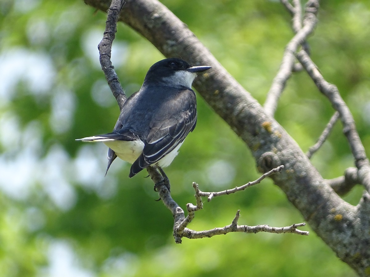 Eastern Kingbird - ML637410917