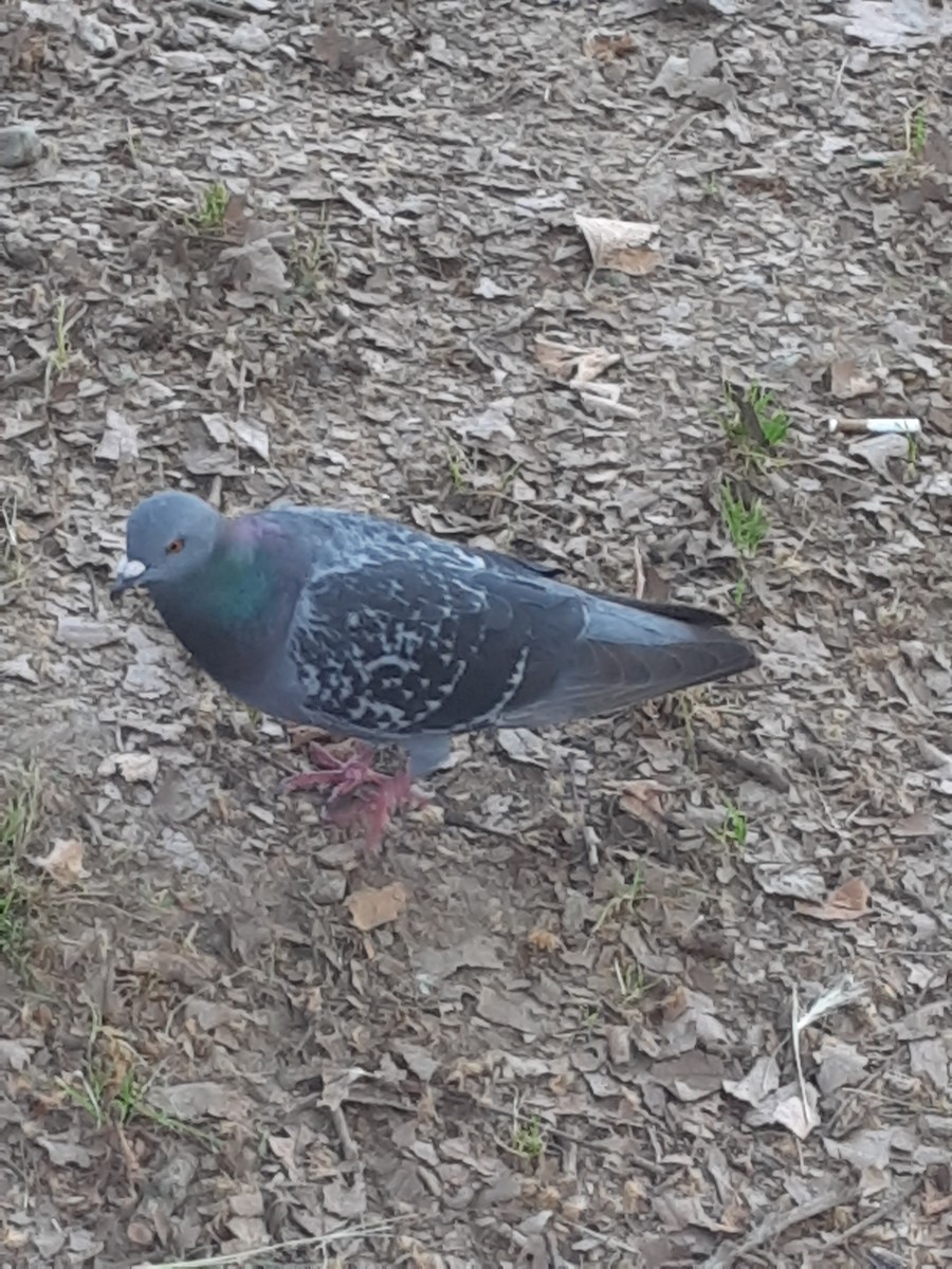 Rock Pigeon (Feral Pigeon) - ML637410968