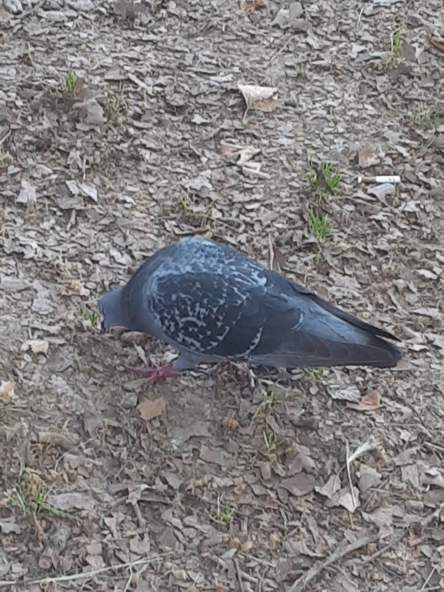 Rock Pigeon (Feral Pigeon) - ML637410970