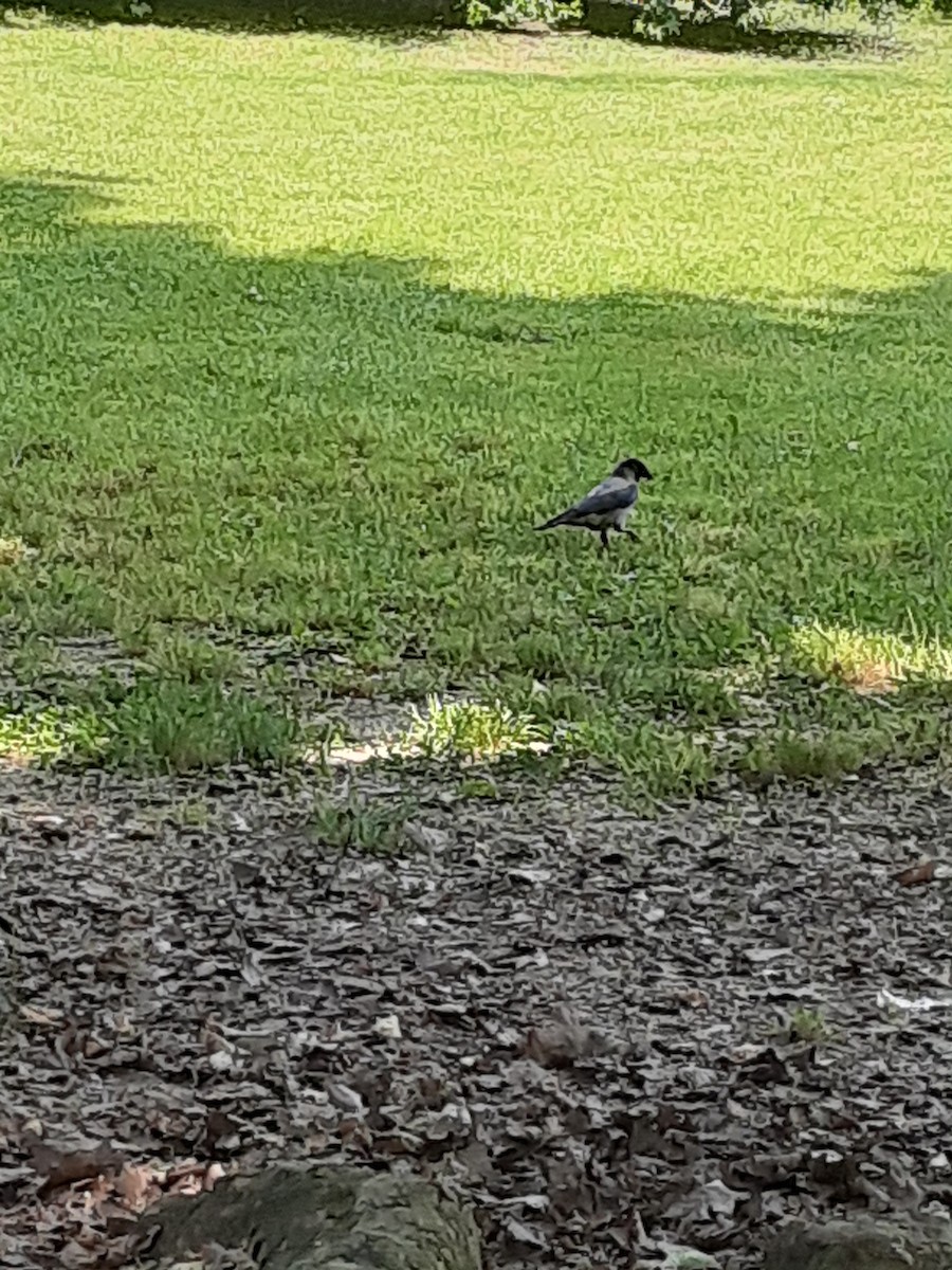 Hooded Crow - ML637410984