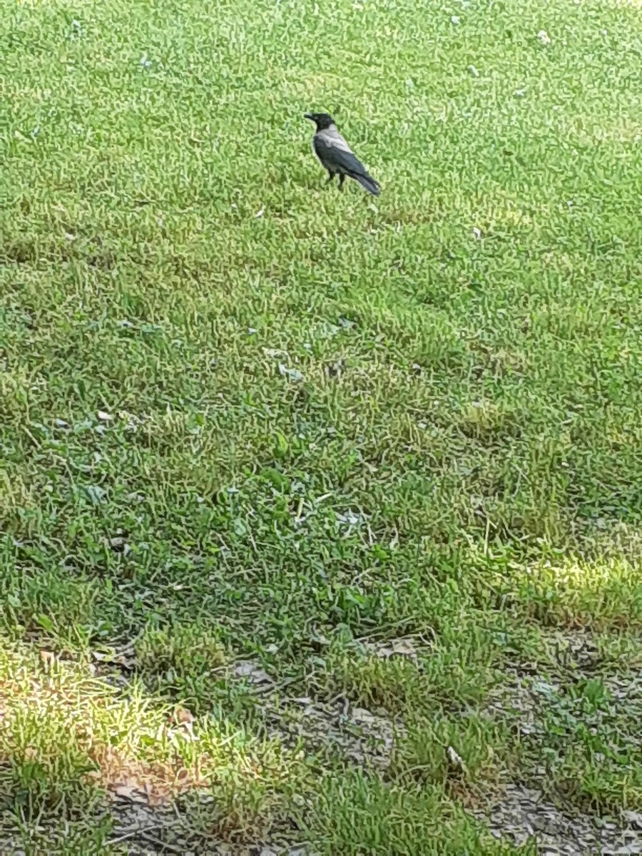 Hooded Crow - ML637410985
