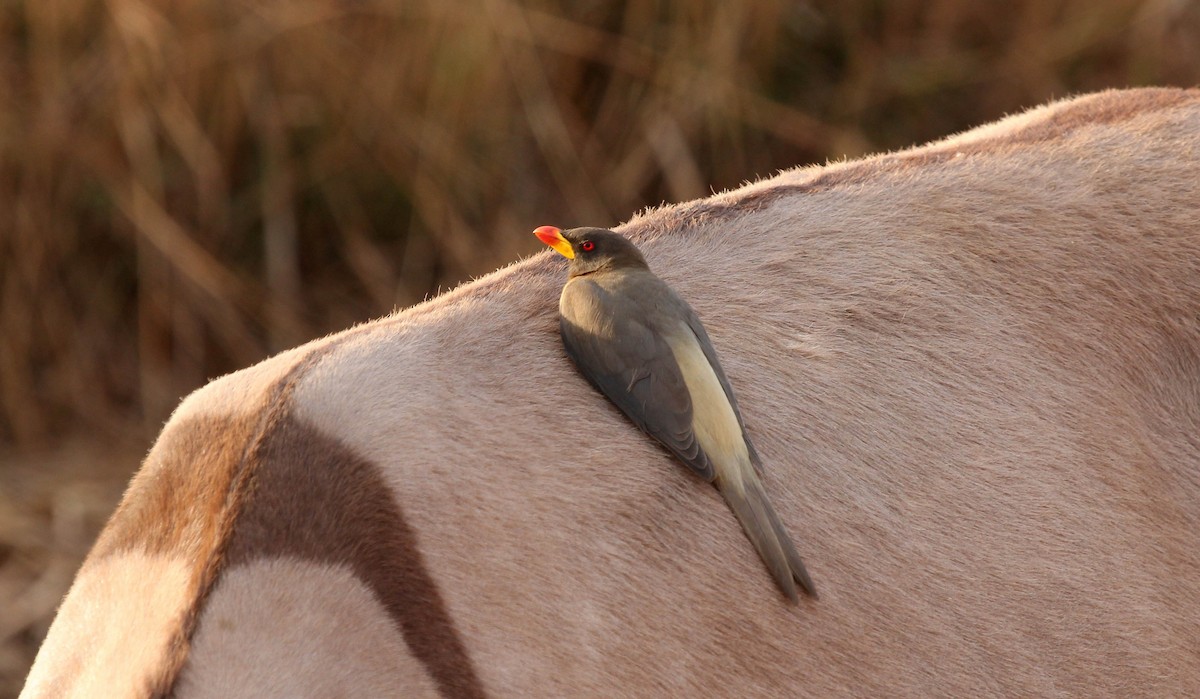 Yellow-billed Oxpecker - ML637411098