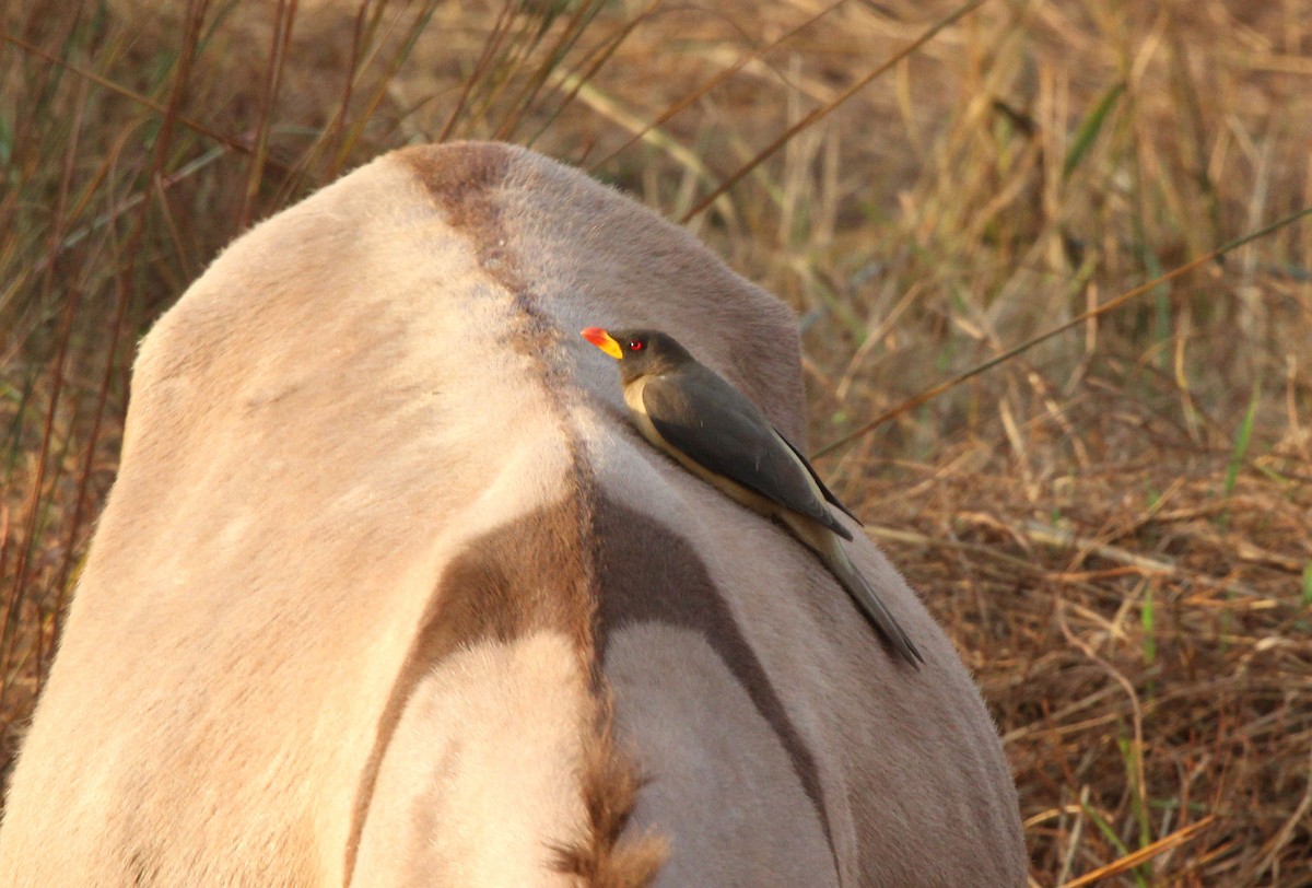 Yellow-billed Oxpecker - ML637411099