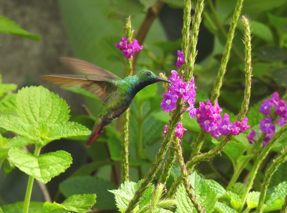 Green-breasted Mango - ML637411140