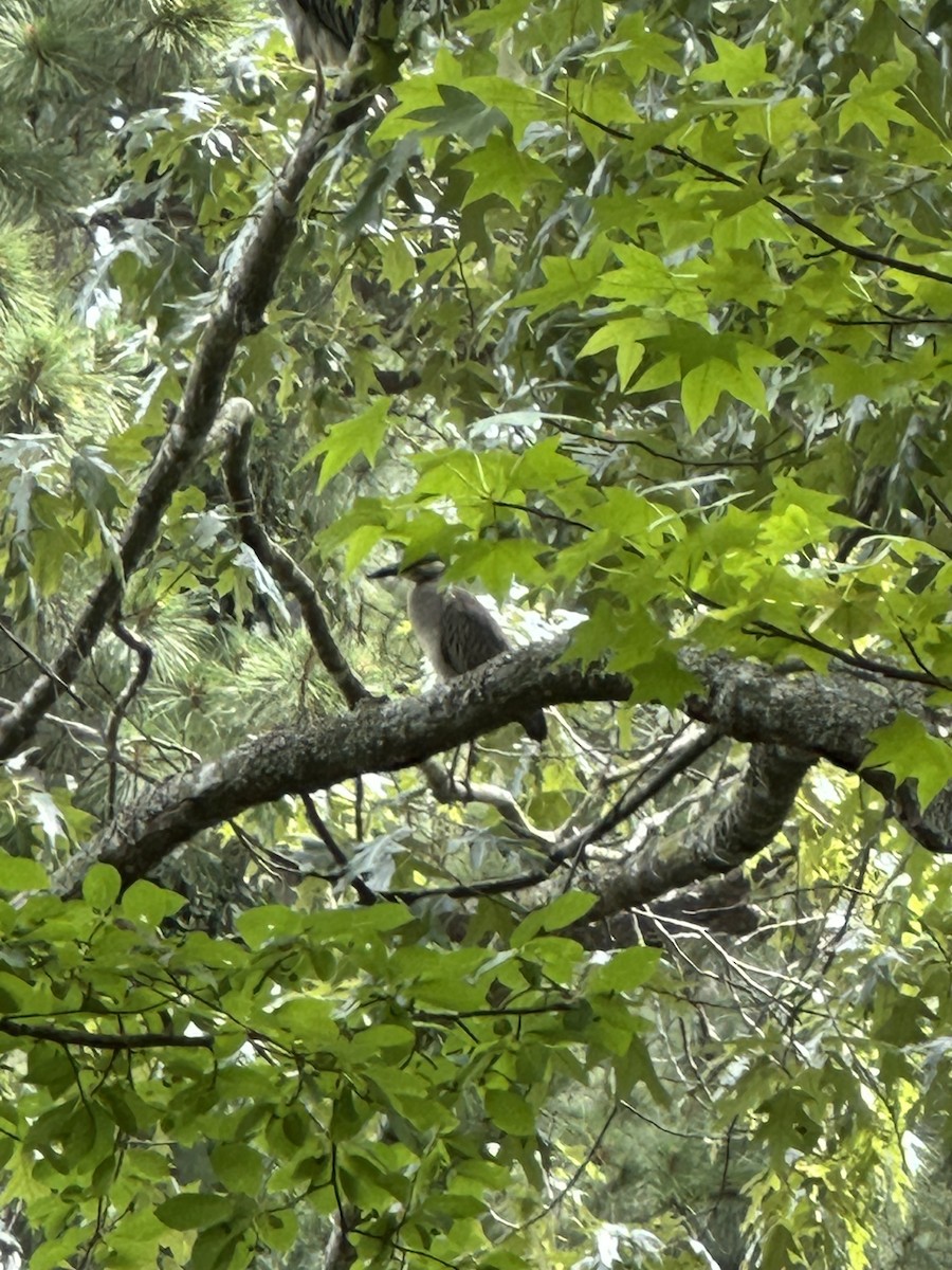 Krabbenreiher - ML637411155