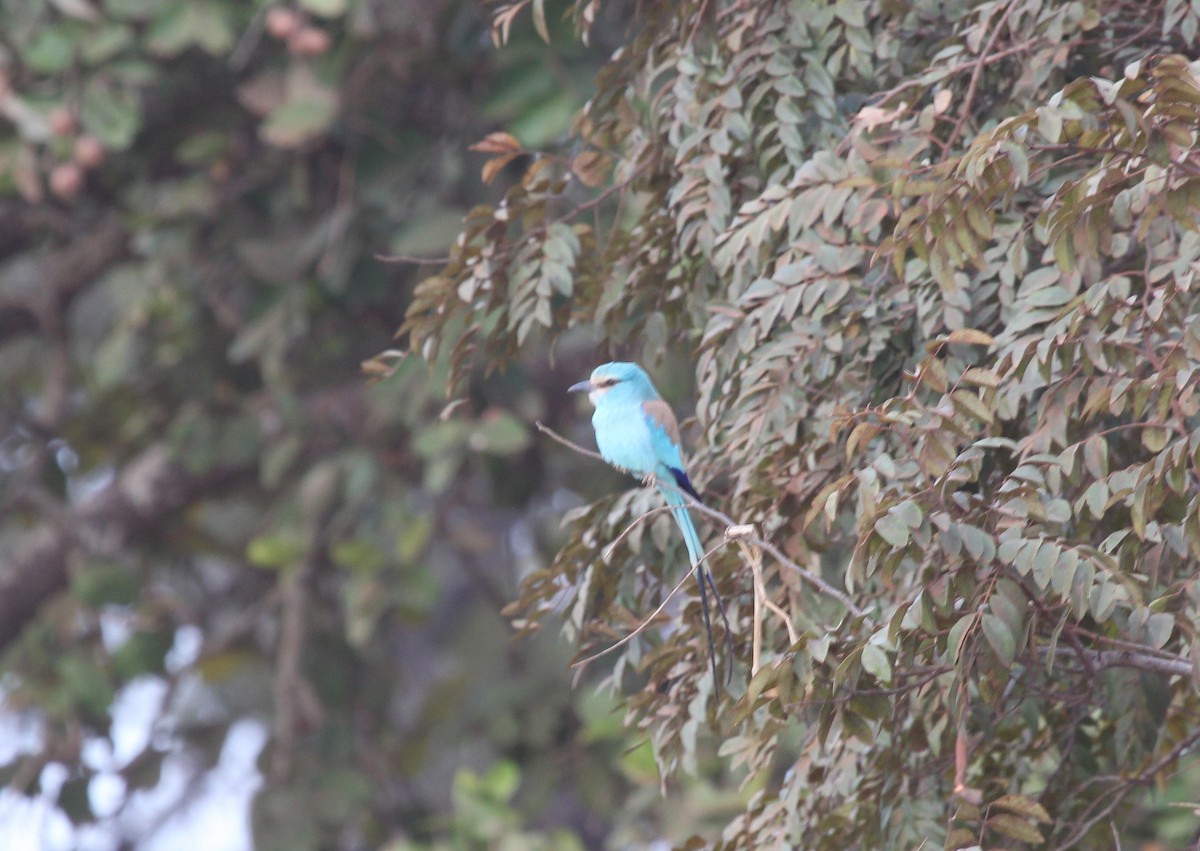 Abyssinian Roller - ML637411157