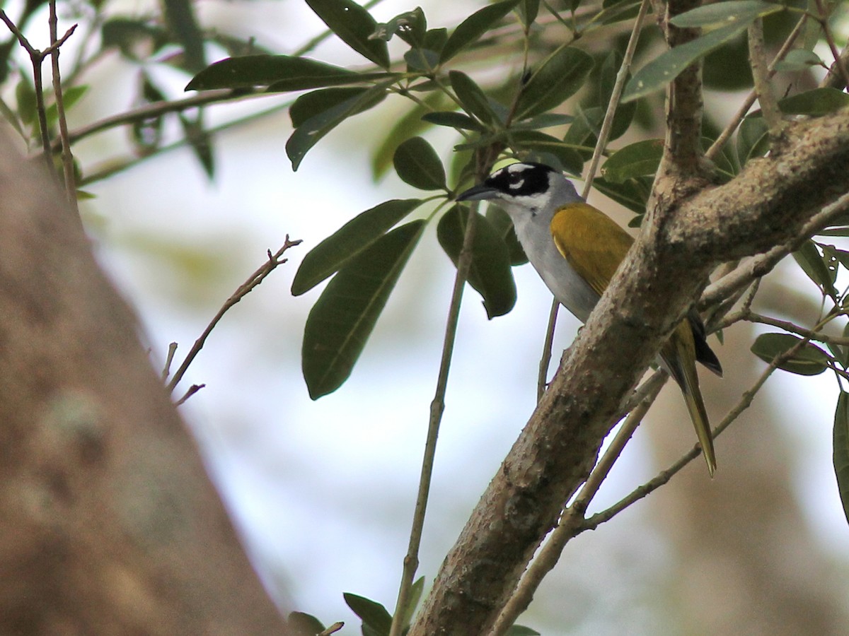 Black-crowned Palm-Tanager - ML637411223