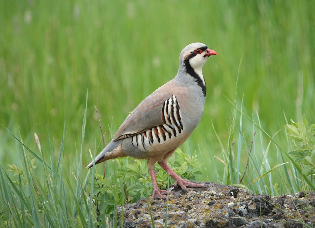 Хахилаг - ML637411246