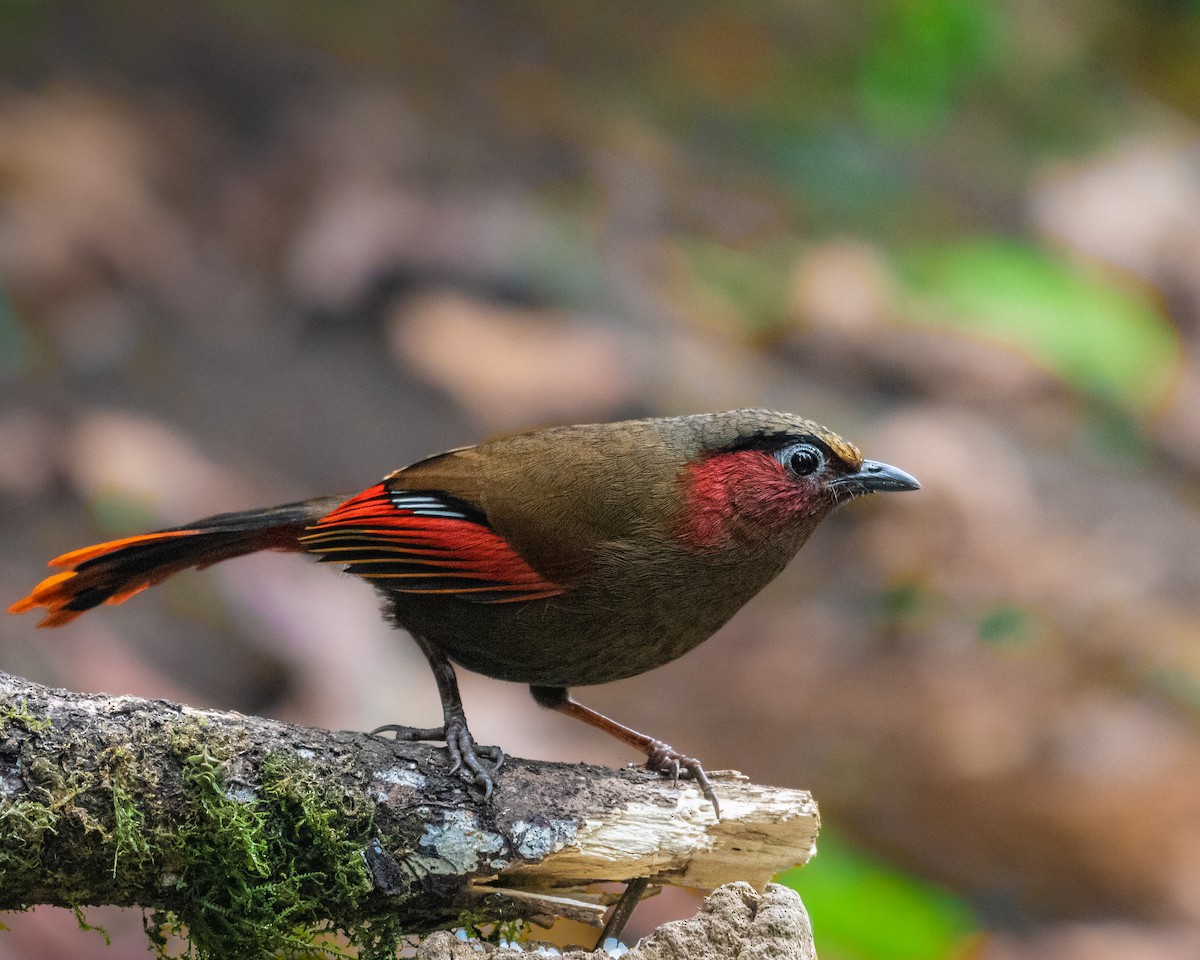 Garrulaxe à ailes rouges - ML637411251