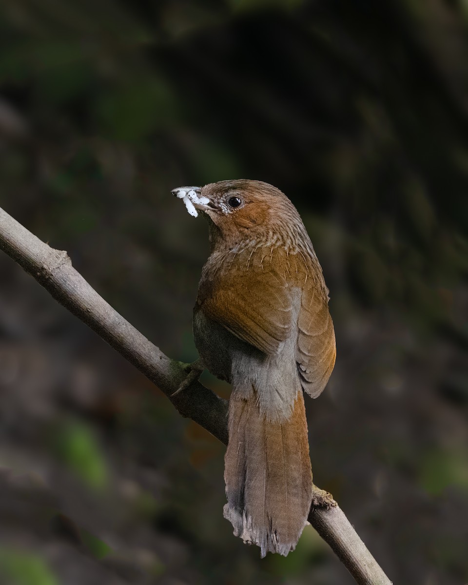Streaked Laughingthrush - ML637411258