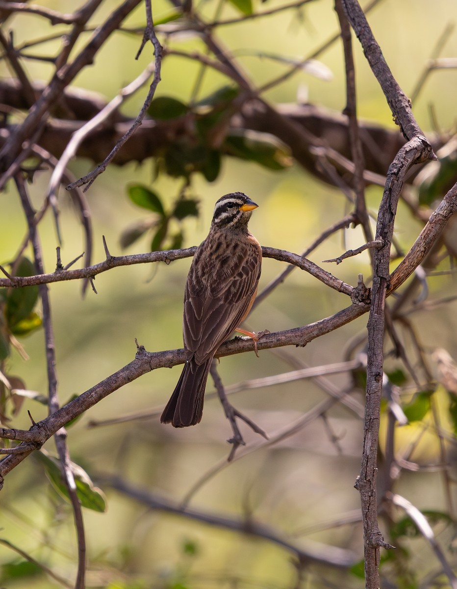 Cinnamon-breasted Bunting - ML637411262