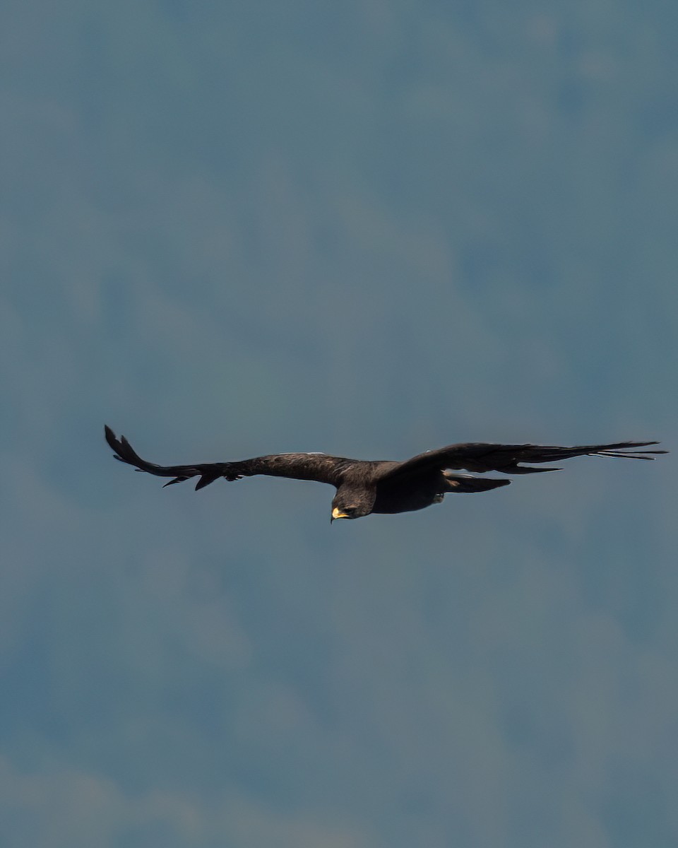 Black Eagle - ML637411294