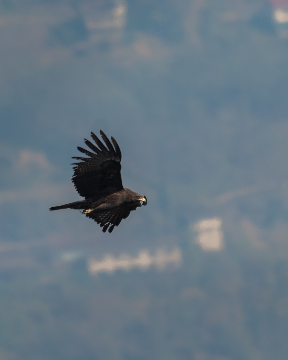 Black Eagle - ML637411295