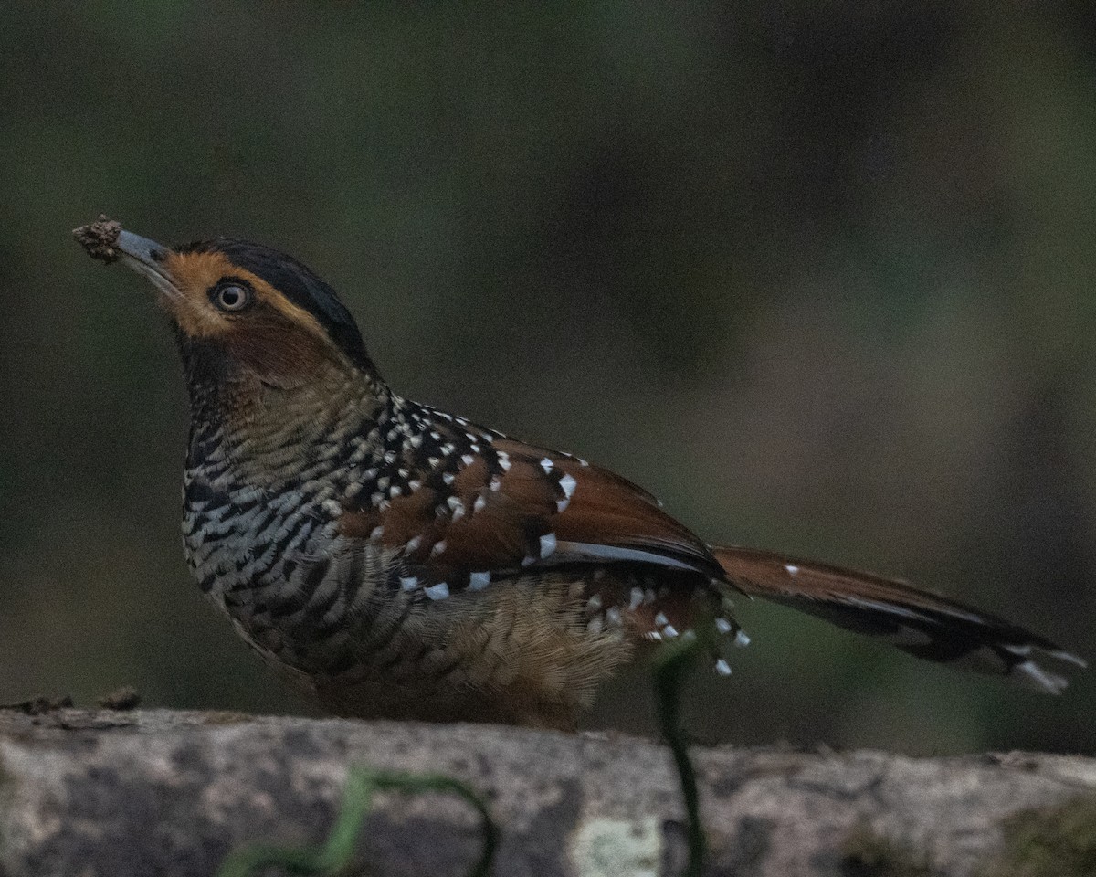 Spotted Laughingthrush - ML637411313