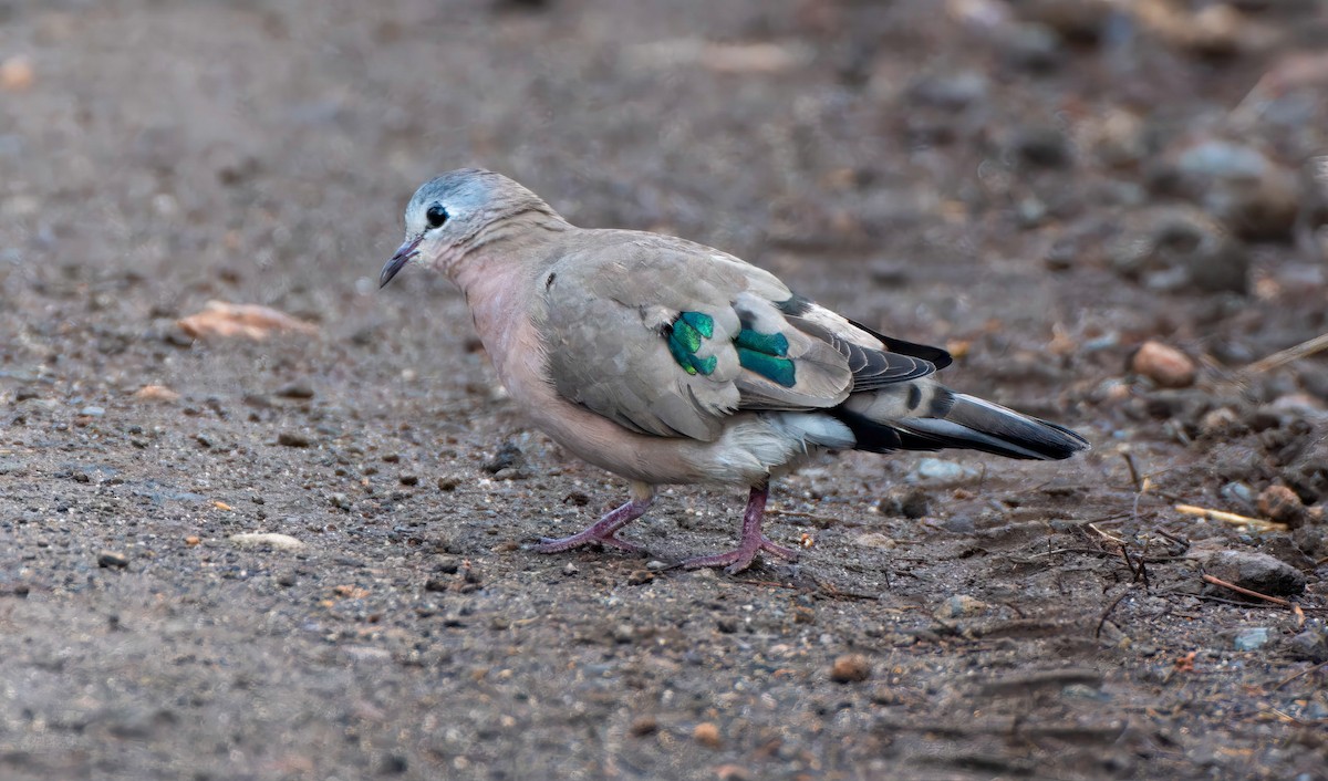 Emerald-spotted Wood-Dove - ML637411317