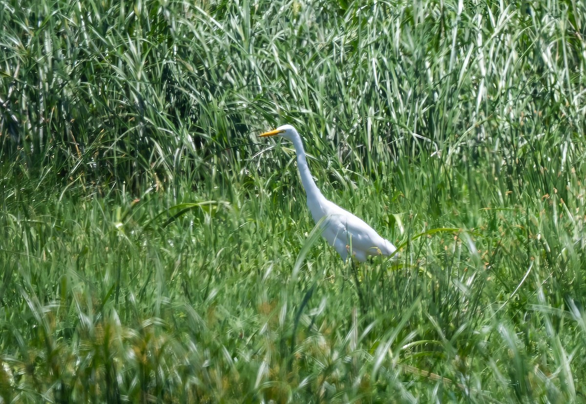 Yellow-billed Egret - ML637411331