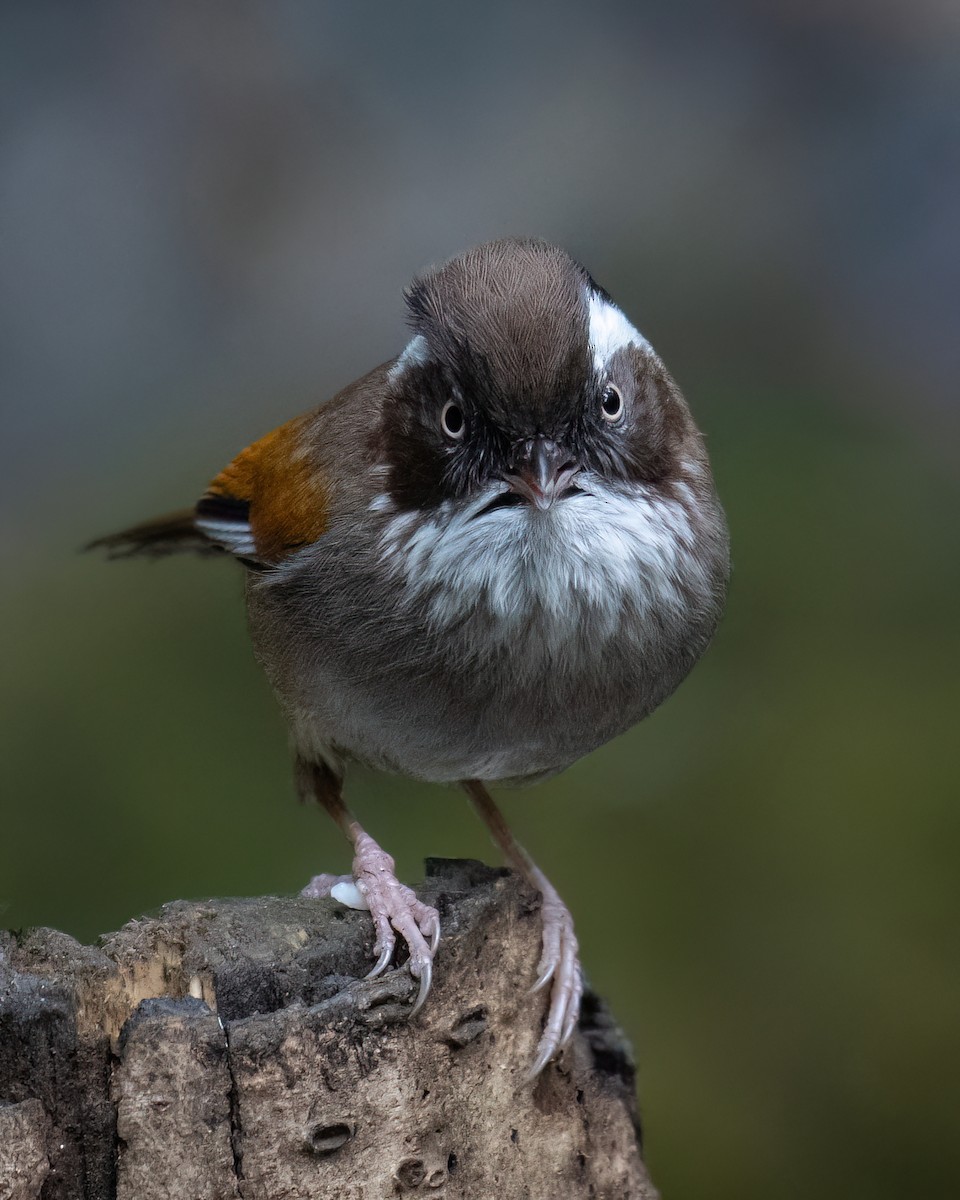 White-browed Fulvetta - ML637411355