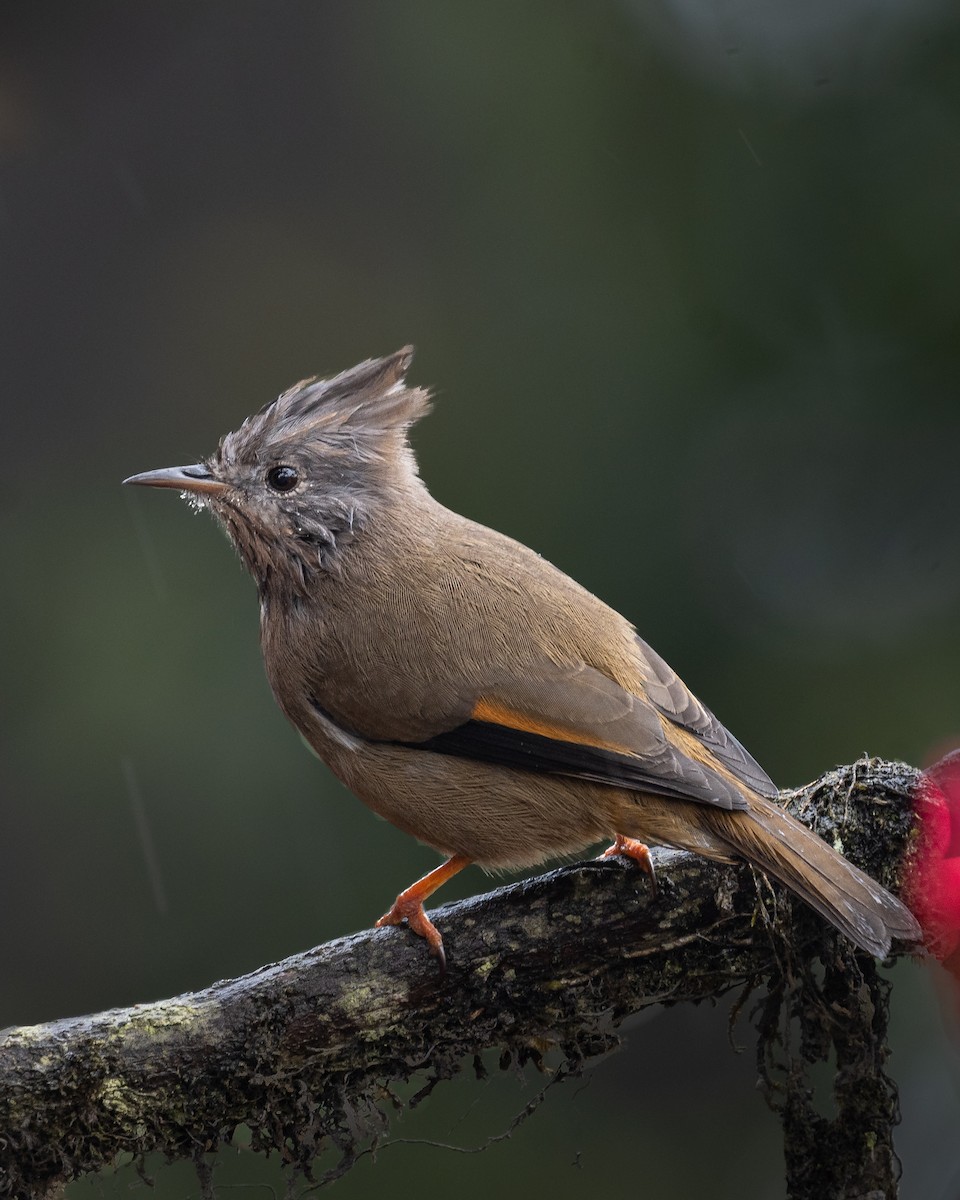 Stripe-throated Yuhina - ML637411364