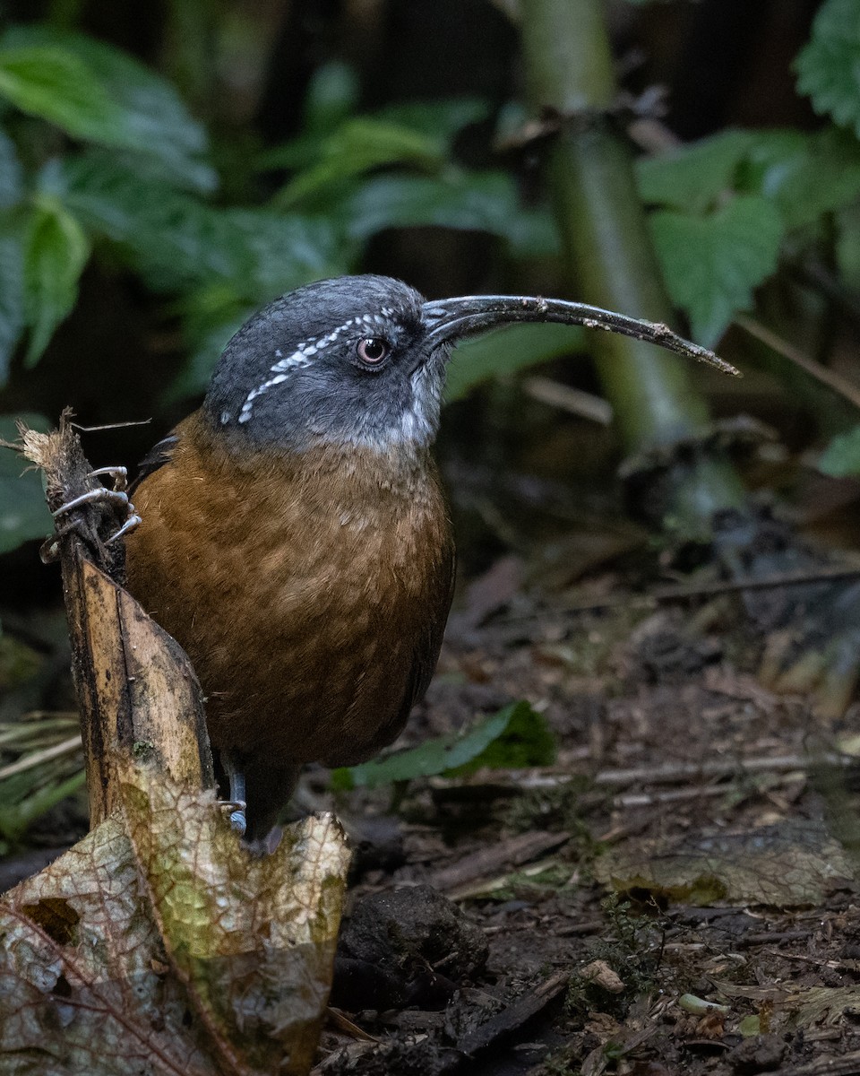 Slender-billed Scimitar-Babbler - ML637411369