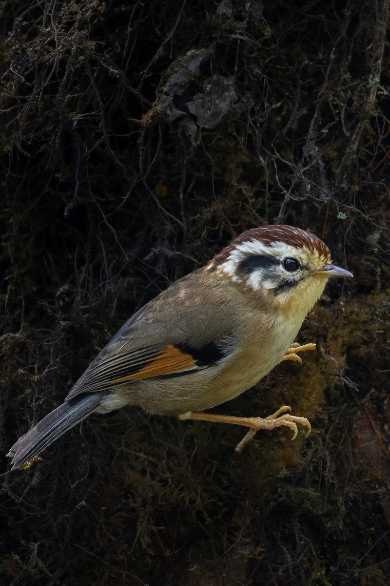 Rufous-winged Fulvetta - ML637411372