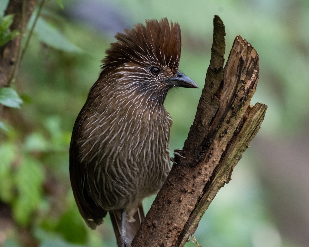 Striated Laughingthrush - ML637411376