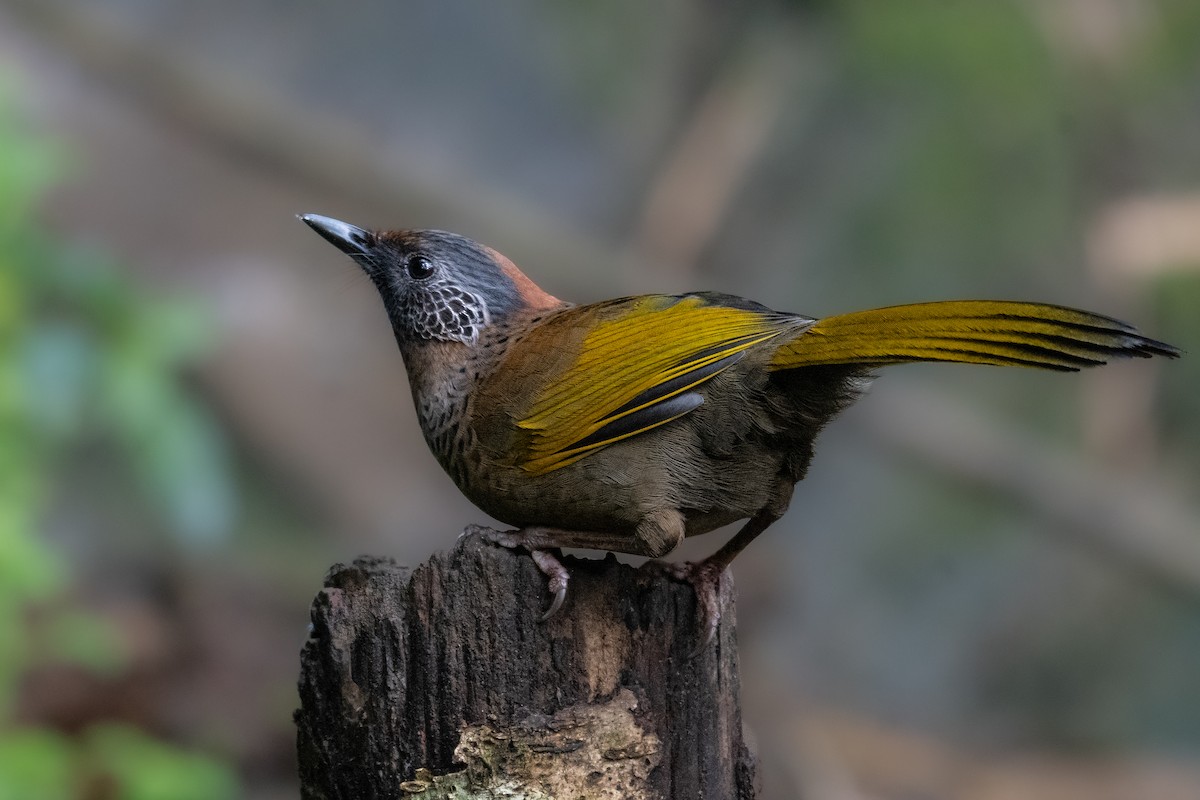 Chestnut-crowned Laughingthrush - ML637411378