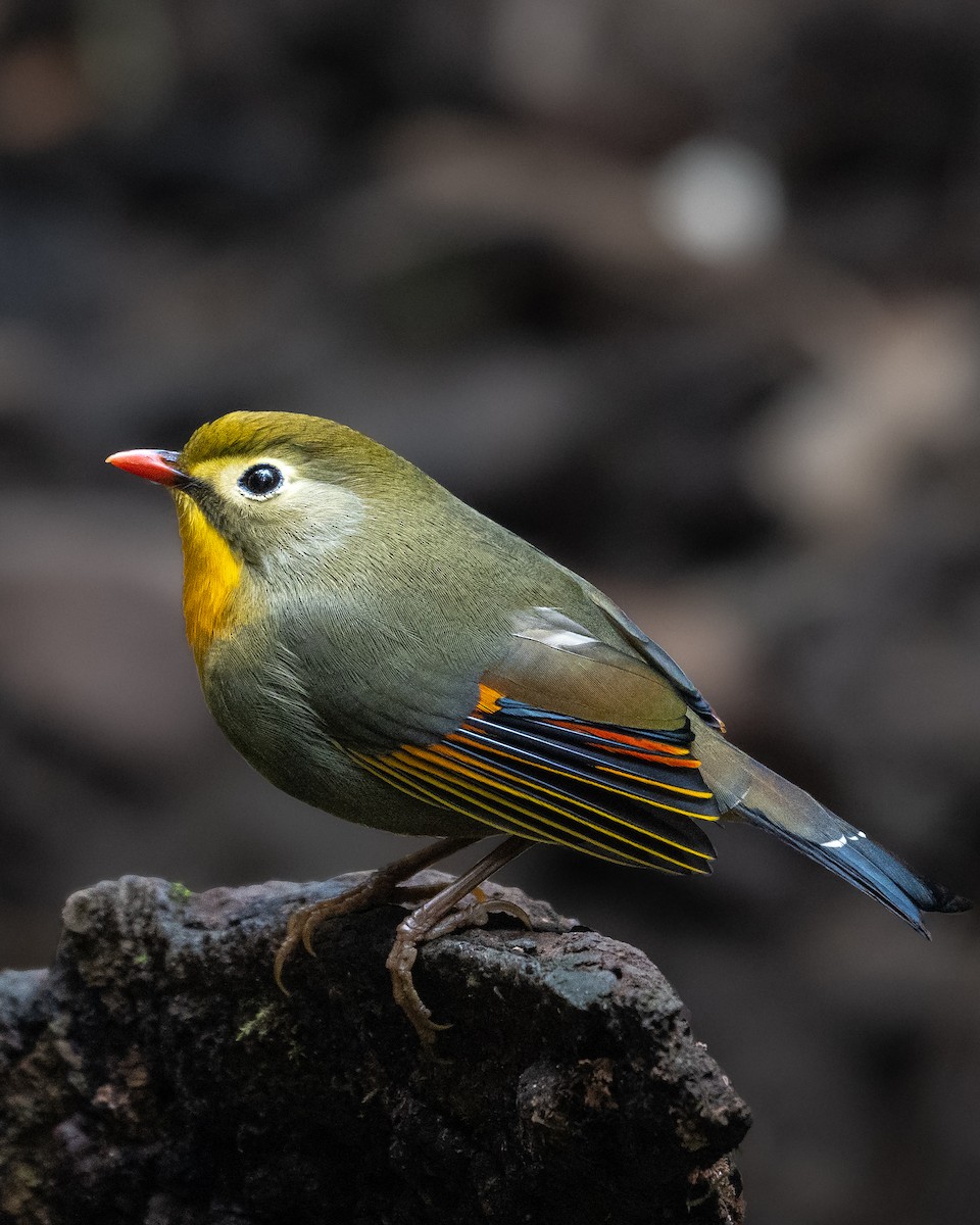 Red-billed Leiothrix - ML637411382