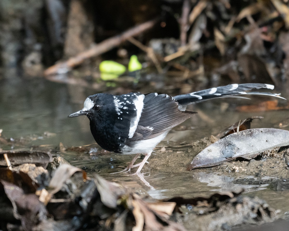 Spotted Forktail - ML637411386