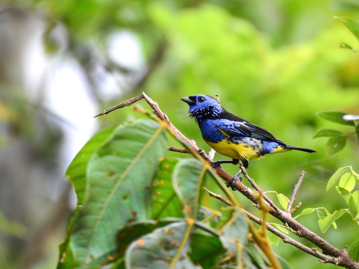 Turquoise Tanager - ML637411394