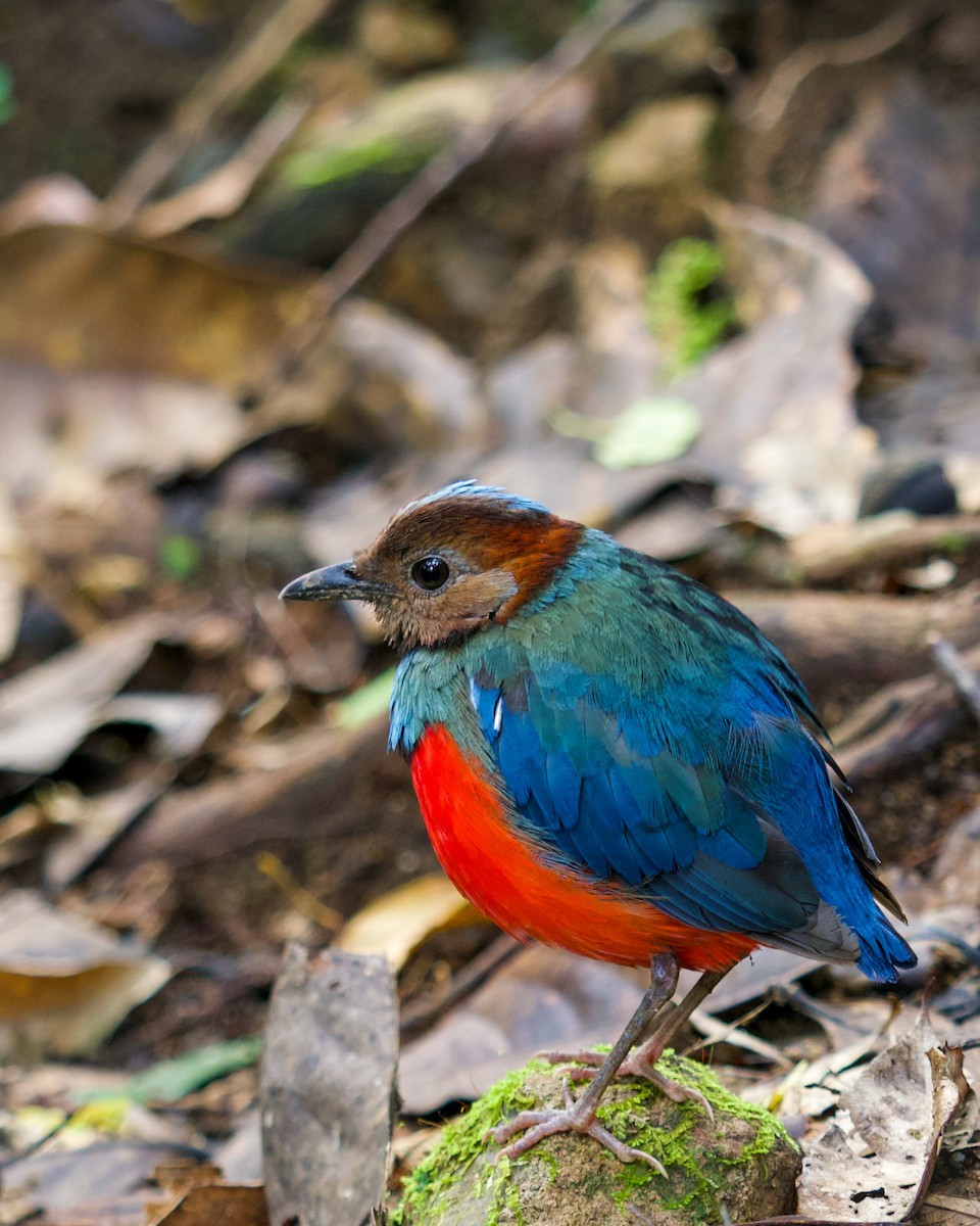 Sulawesi Pitta - ML637411456