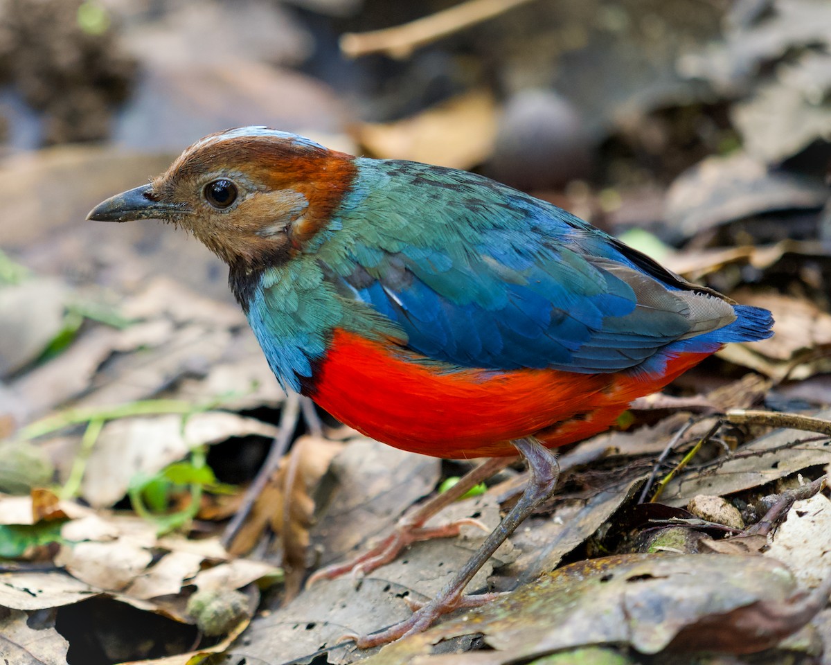 Sulawesi Pitta - ML637411457