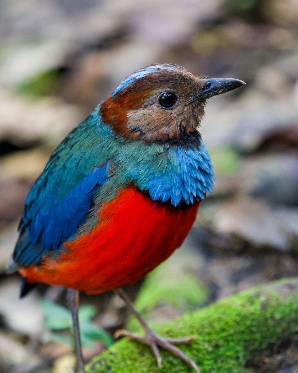 Sulawesi Pitta - ML637411458