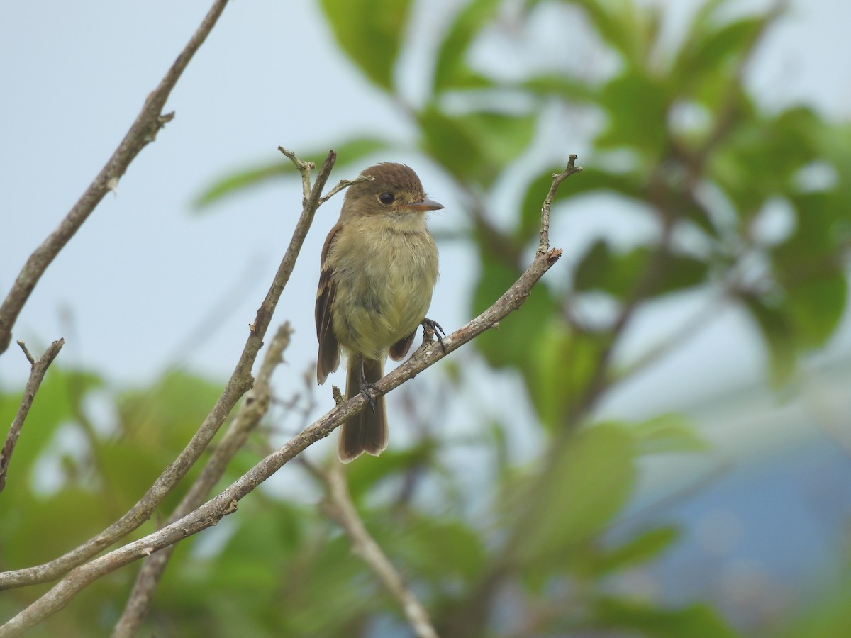 White-throated Flycatcher - ML637411528