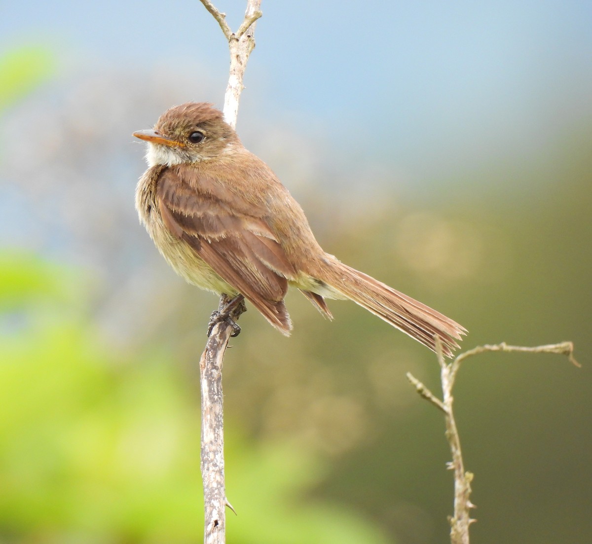 White-throated Flycatcher - ML637411529