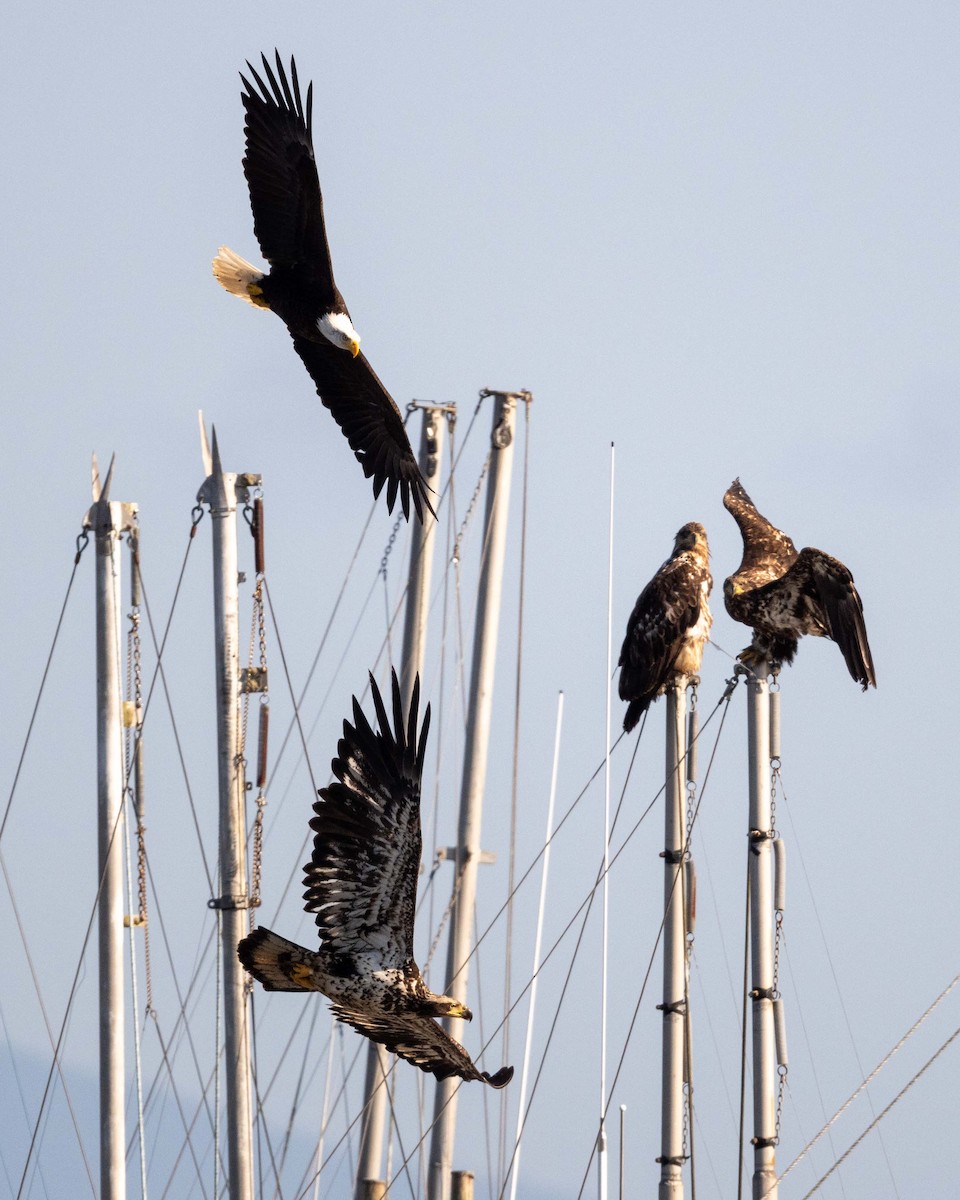 Bald Eagle - ML637411532