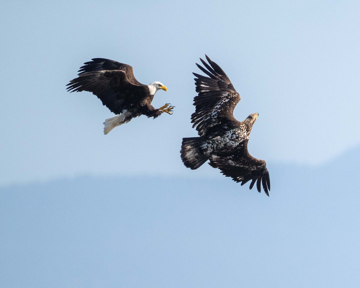 Bald Eagle - ML637411533