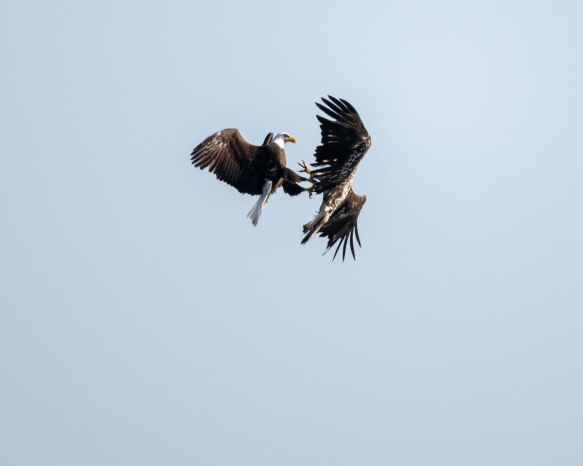 Bald Eagle - ML637411534
