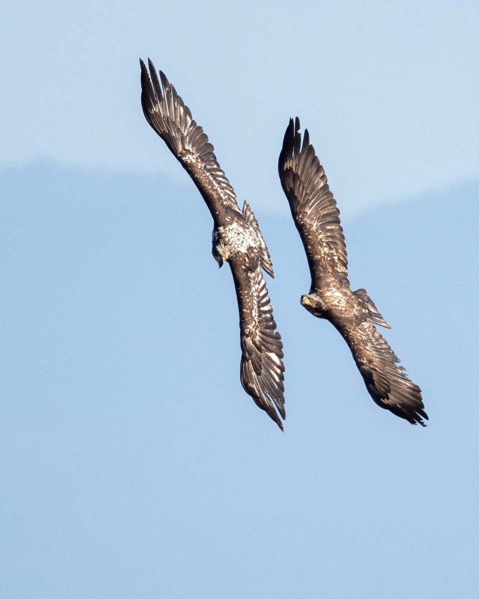 Bald Eagle - ML637411535