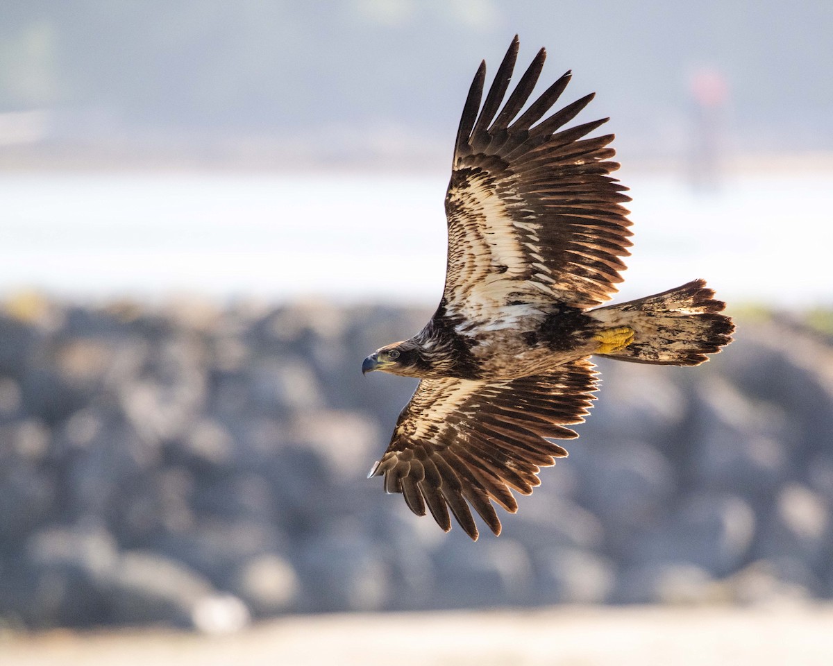Bald Eagle - ML637411538