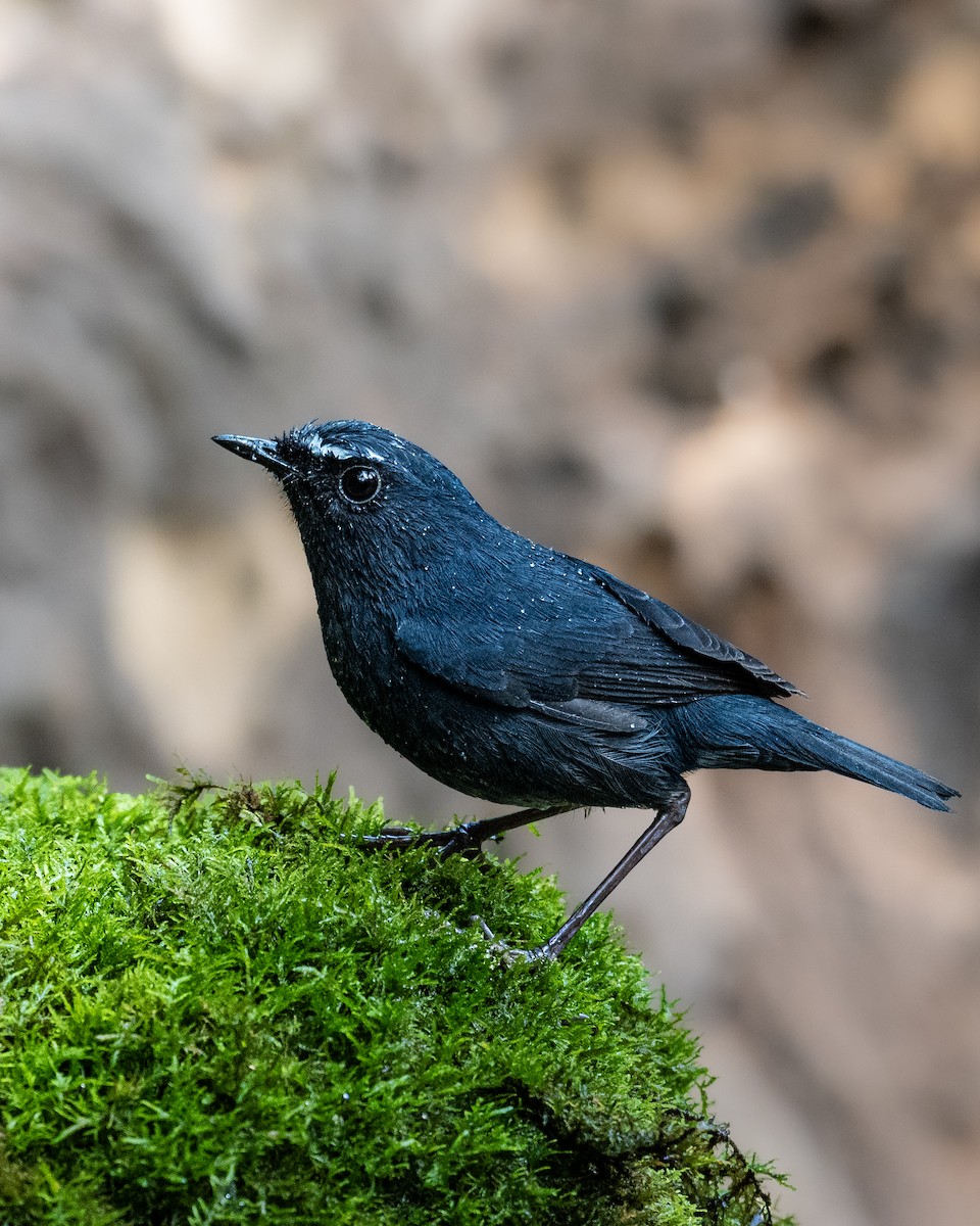 Himalayan Shortwing - ML637411541